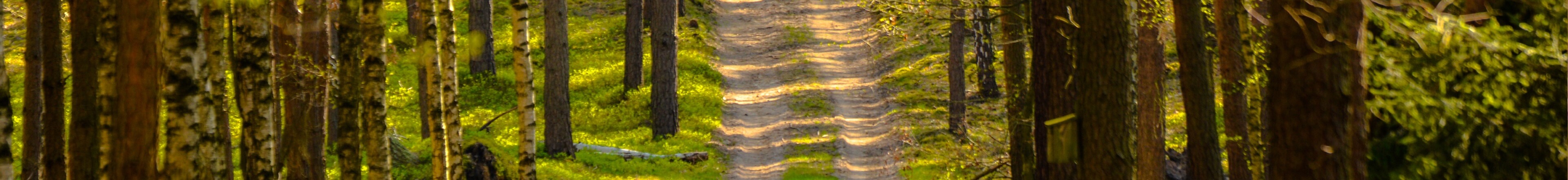 Leśna droga w Przemęckim Parku Krajobrazowym